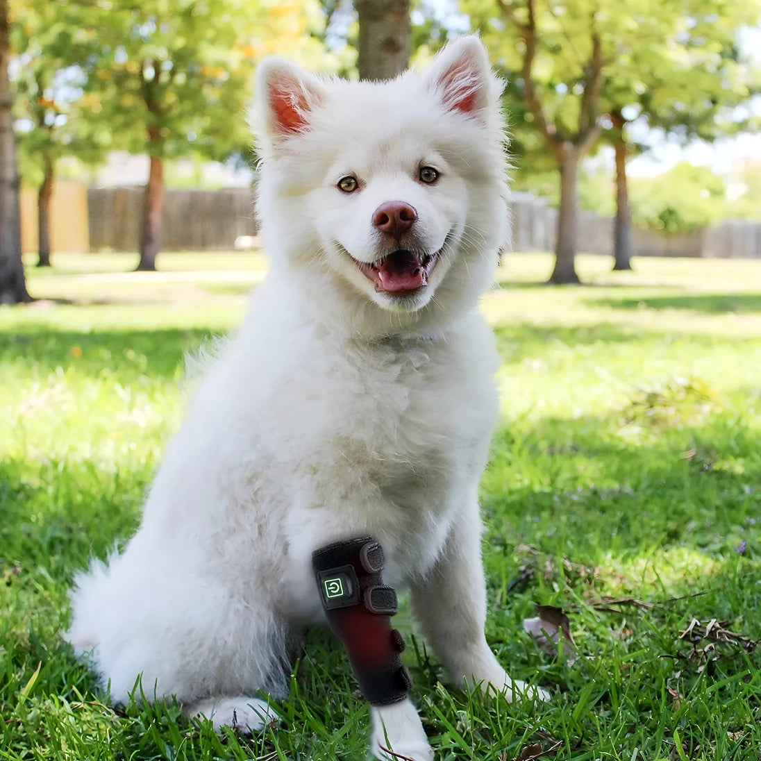 Pet-Infrared and Red Light Therapy for Dogs, Vet Infrared Light Therapy for Pet Arthritis Pain Relief