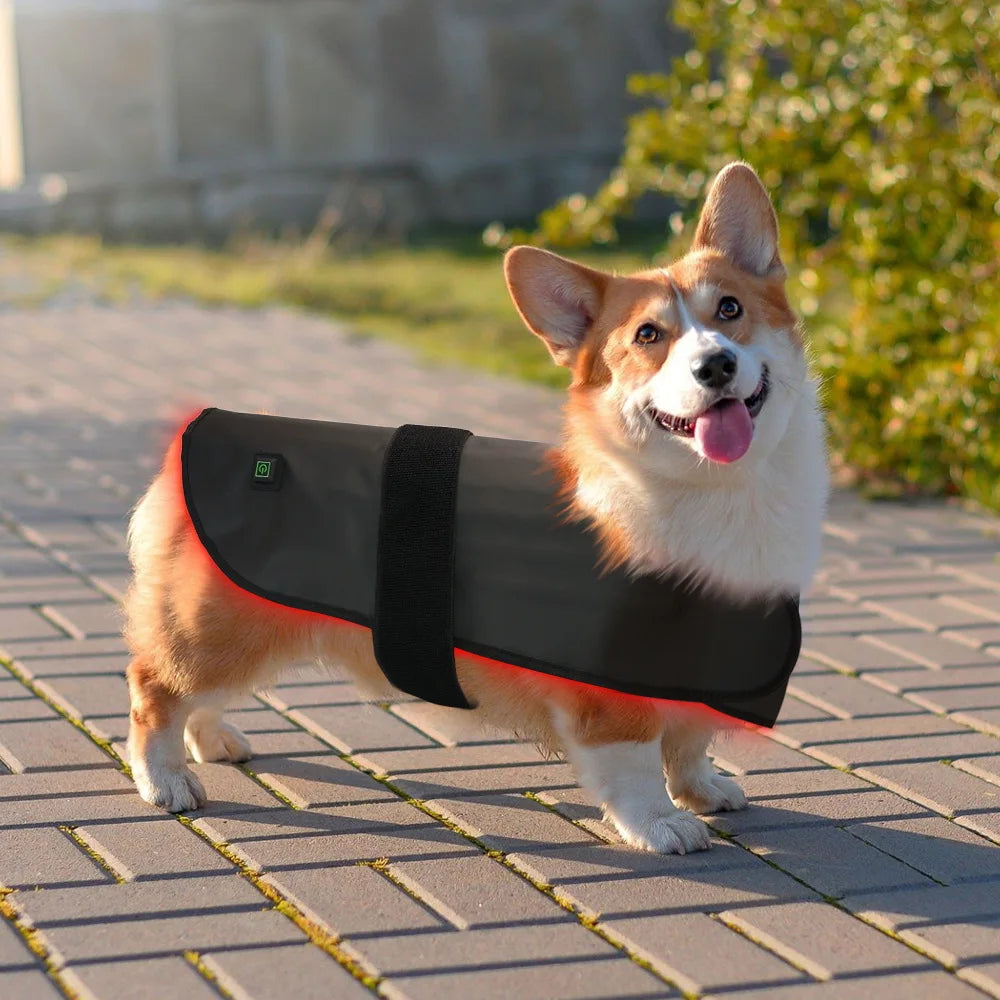 Pet red light infrared therapy device for cats and dogs, back and abdomen injuries, fracture healing, portable timing