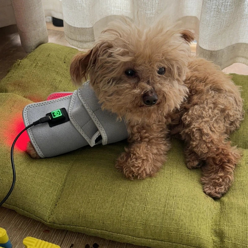 Pet Red light LED therapy, physiotherapy veterinarian equipment for Pet, dog pain relief (Medium)