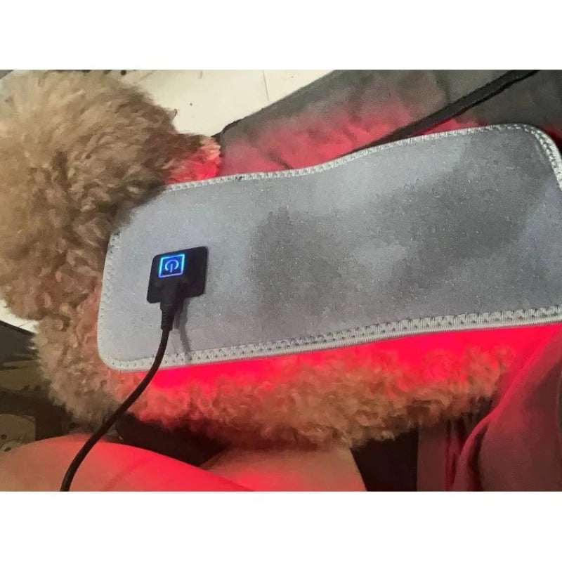 Pet Red light LED therapy, physiotherapy veterinarian equipment for Pet, dog pain relief (Medium)