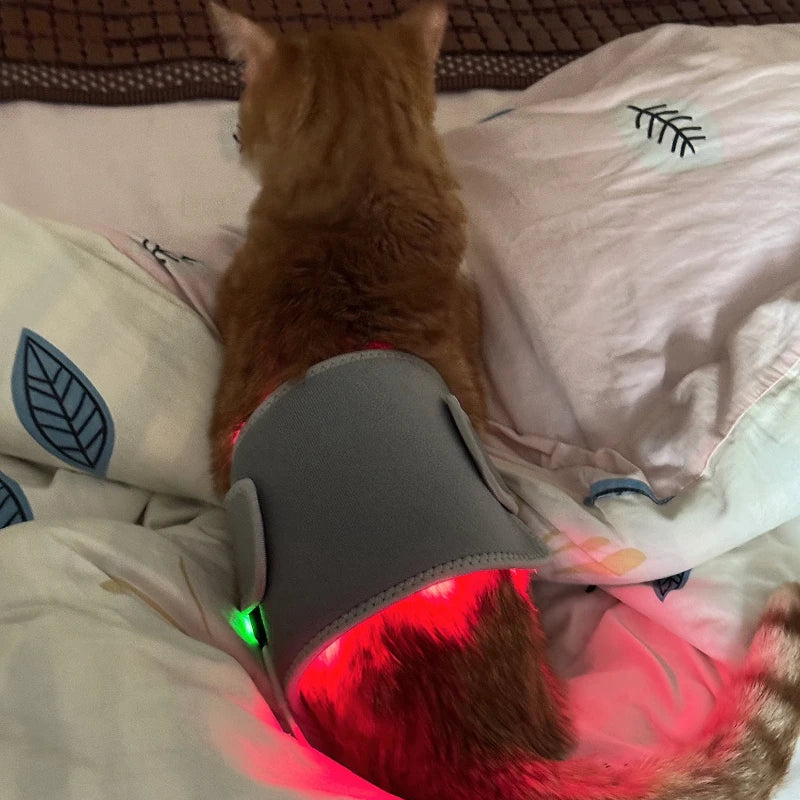 Pet Red light LED therapy, physiotherapy veterinarian equipment for Pet, dog pain relief (Medium)