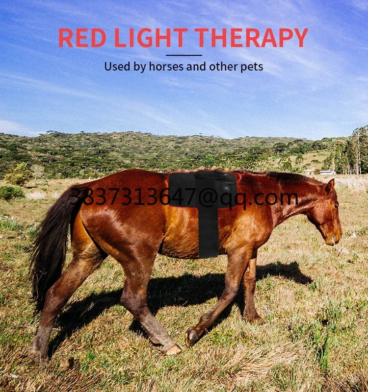 Bestselling  Horse Red Light Therapy