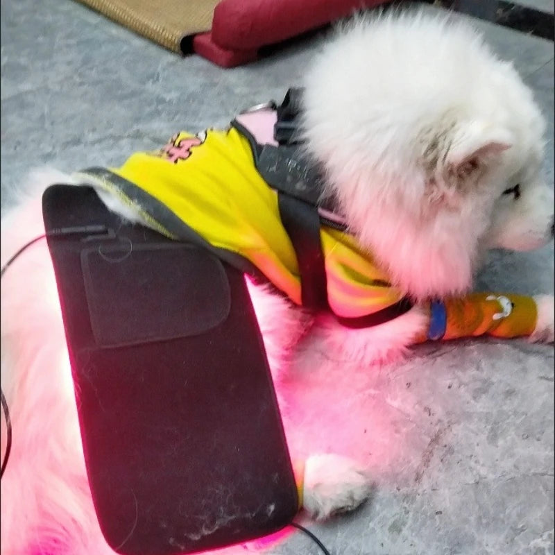 Pet Red light LED therapy, physiotherapy veterinarian equipment for Pet, dog pain relief (Medium)