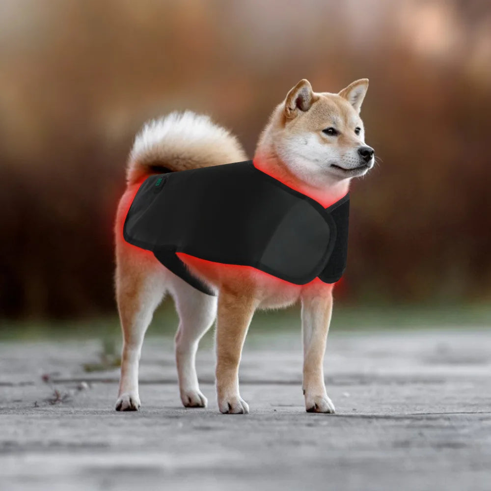 Pet red light infrared therapy device for cats and dogs, back and abdomen injuries, fracture healing, portable timing