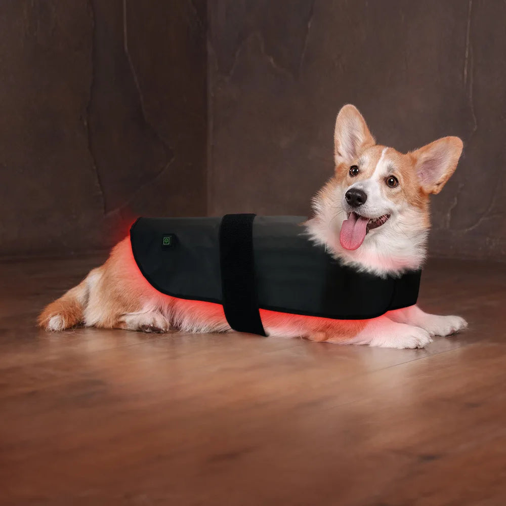 Pet red light infrared therapy device for cats and dogs, back and abdomen injuries, fracture healing, portable timing