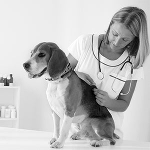 Pets, Arthritis Treatment, Pain Relief, Red Light Therapy, Portable.